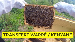 🐝 APICULTURE BIO  ADAPTATEUR WARRÉ  RUCHE KENYANE HORIZONTALE TBH [upl. by Ayam410]