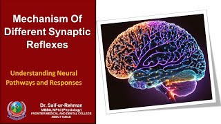 Mechanism Of Different Synaptic Reflexes [upl. by Ennaillij760]