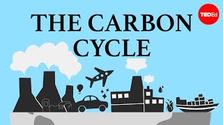 The carbon cycle  Nathaniel Manning [upl. by Sivi]