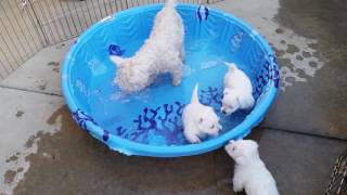 Westie babies 6 weeks old [upl. by Aslin580]