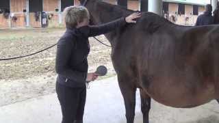 Comment panser un cheval [upl. by Terra872]