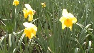 The field of daffodils in Sumner WA [upl. by Drofiar466]