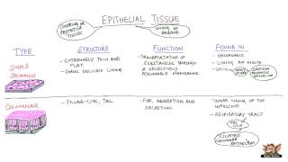 Epithelial Tissues [upl. by Hamian]