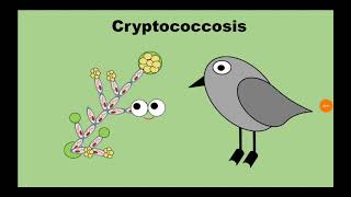 6 Cryptococcosis المستخفيات Cryptococcus neoformans [upl. by Elegna]