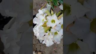 Cristata buquê 💐flor flores [upl. by Imotas231]