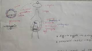 Development of Monocot Embryoeasy learning [upl. by Yecniuq]