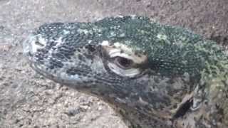 Komodo dragon Varanus komodoensis Prague Zoo דרקון קומודו [upl. by Nizam]