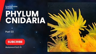 Phylum cnidriaClass scyphozoaclass cubozoa classification of Cnidaria [upl. by Ycnuahc]