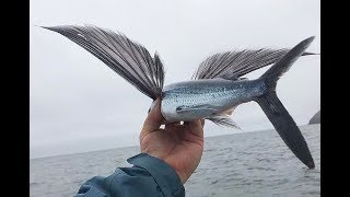 flying fish picked off from above and below  bbc planet earth [upl. by Aliek900]