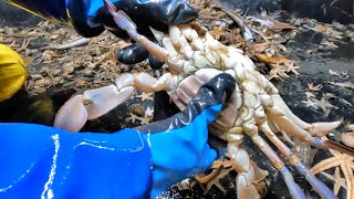 夏のワタリガニを探して。 Searching for summer blue crabs [upl. by Vinia617]