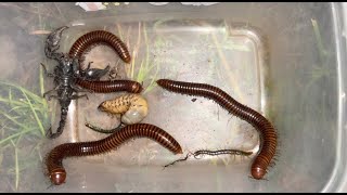 Giant Millipedes vs Centipedes The Ultimate Showdown [upl. by Moriyama938]