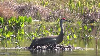 Nesting Sandhill Crane [upl. by Anorahs]