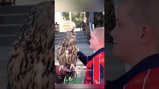 Owl with a unique charm😂🤣 owl birds funny animals funny pets funny owl funny birds [upl. by Charlene]