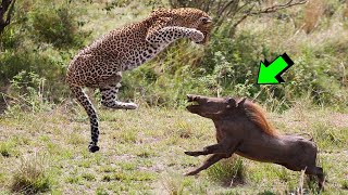 EL PODER DEL JABALÍ VS leopardo guepardo hienas león babuino  LEY DEL MÁS FUERTE [upl. by Ellerey]