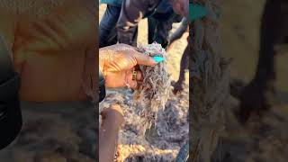 How African Crayfish look fresh from the river 100dayshorts [upl. by Gadmon]