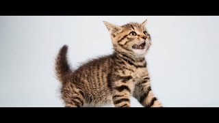 cat sound effects  efek suara kucing [upl. by Adnimra]