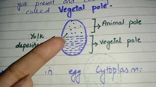 Pattern of Embryonic Cleavage  Types of Egg 🥚 [upl. by Demaggio]