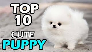 TOP 10 CUTE PUPPY BREEDS [upl. by Anilak358]