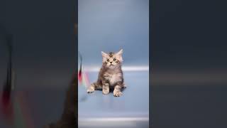 Sam Maine Coon male kitten available for adoption  Purebred Kitties [upl. by Attenad246]