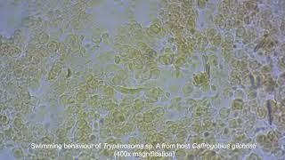 Swimming behaviour of Trypanosoma sp A [upl. by Berriman]