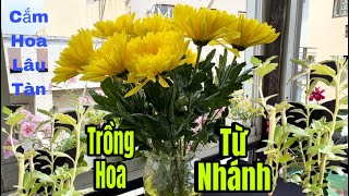 Cách Cắm Hoa Lâu Tàn Nước Trong Bình Không Hôi  Và Cách Trồng Hoa Cúc Từ Cành Đón Tết [upl. by Nikoletta]