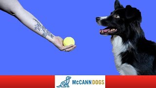 How To Train Your Dog To Drop A Ball DIRECTLY Into Your Hand  Professional Dog Training Tips [upl. by Adnalra]