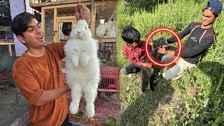 Subhan Ny Billa Pakra 🥳 Biggest Rabbit 🐇 [upl. by Dnalyr]