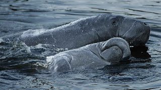 Manatees being cute Manatees playing in Florida near Orlando [upl. by Linskey]