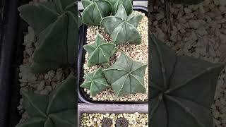 ランポー玉 Astrophytum myriostigma 2024 10 19 ＃shorts [upl. by Enila]