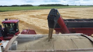 Ancient Cereal Crop Making a Return to Ontario Farm Fields [upl. by Aihsik366]