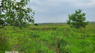 BLOC DE 20 HECTARES AGRICOLE A VENDRE AU VILLAGE NDAKO PEMBE Ds la cMALUKU 1000 à NÉGOCIER [upl. by Nnyleuqaj]