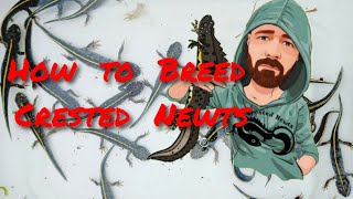 How to Breed Crested Newts [upl. by Antonietta498]