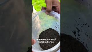 Cara Umpan Akar Baru Setelah Lama Terbantut durian Fertilizer Mikoriza musangking durihitam [upl. by Doownel973]