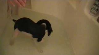 Cavalier King Charles Spaniel Roxies first bath [upl. by Ybrek473]