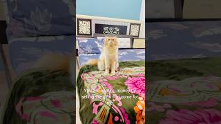 Billu se cheating😳😳 cat catcomedy billucat sajidcat billicomedy catvideos catlover billug [upl. by Anoed764]