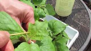 Identifying and Treating Aphids on Your Garden Vegetable Plants  TRG 2015 [upl. by Eltrym]