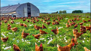 How To Raising Millions of Free Range Chicken For Eggs and Meat  Chicken Farming  Meat Factory [upl. by Erialcyram]