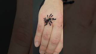 Typhochlaena seladonia jumps on my hand while taking macrophotos tarantula spider [upl. by Littlejohn196]