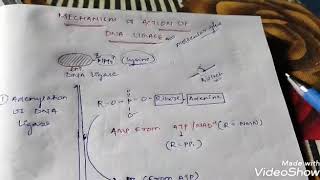 Mechanism Of Action Of DNA ligase CSIRNET JRF GATE ICMR [upl. by Acireed]