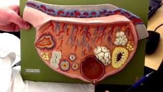 CRYDERS Ovary Model Breakdown [upl. by Nette]