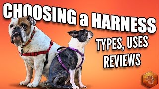 Choosing a Dog Harness  Best Ones and How to Use [upl. by Perle]