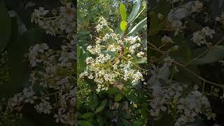 Toyon in bloom [upl. by Oberon]