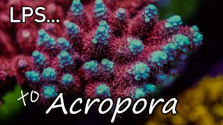 Intro to Acropora Coral Care  The Modern Reefers Predicament  SPS [upl. by Valerye]