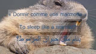 SamSam dit quoi quotDormir comme une marmottequot [upl. by Neelloj]