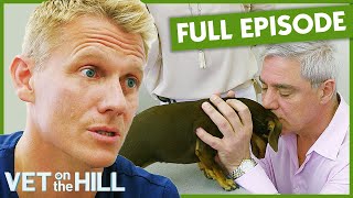 Dr Scott Treats Celebrity Dog With Shocking Enlarged Liver 😱 S3 Ep1  Vet on the Hill Full Episodes [upl. by Julia]