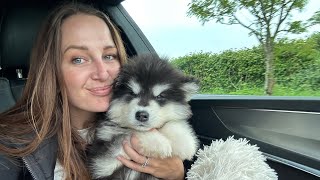 Getting A New Alaskan Malamute Puppy Hes The Cutest Ever [upl. by Junko]