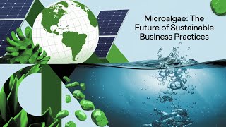 Microalgae The Future of Sustainable Business Practices [upl. by Peterman]