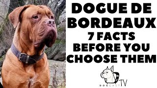 Before you buy a Dog  DOGUE DE BORDEAUX  7 facts to consider DogCastTV [upl. by Htide]