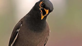 Myna Bird Melody Incredible Singing and Talking Showcase Part 2 Mynah Bird Sound  Talking Birds [upl. by Stig]