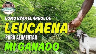 Cómo usar el árbol de LEUCAENA para ALIMENTAR MI GANADO ganaderiacolombiana ganaderoscolombia [upl. by Anahsahs]